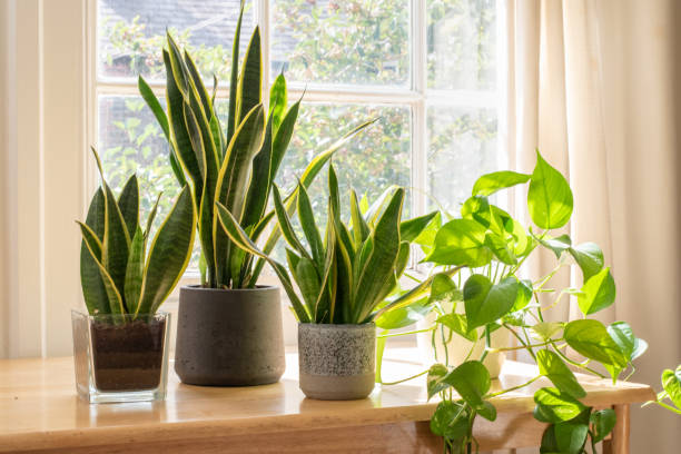 air purifying Indoor houseplants next to a window in a beautifully designed home or flat interior.